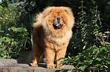 CHOW CHOW 336
